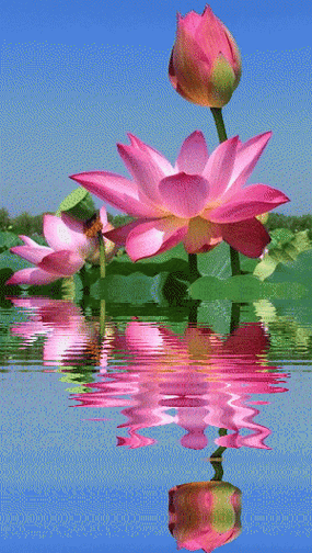 告别枯燥桌面：Active Desktop 带你体验动态桌面