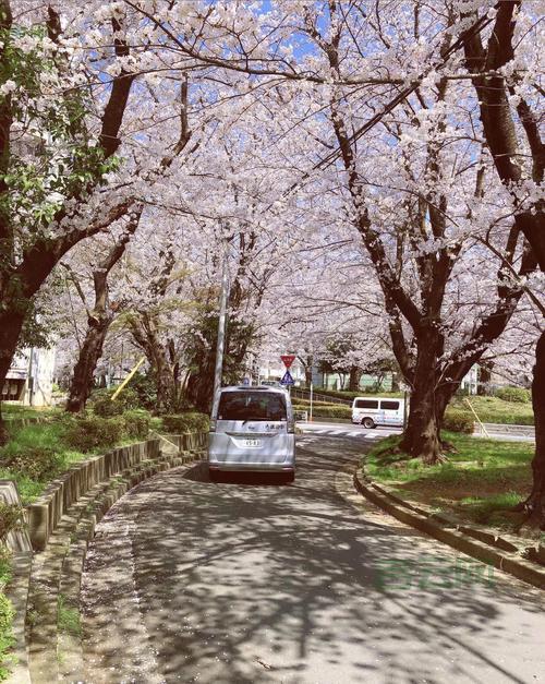 日本樱花云服务器免费提供优质网站托管服务